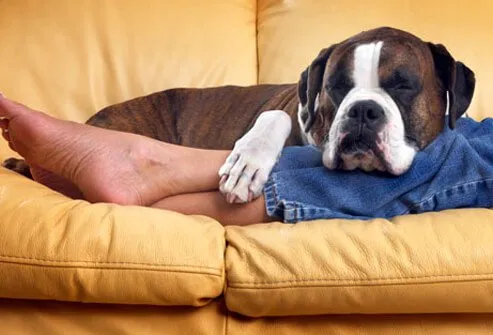 A person laying on the couch with their dog.