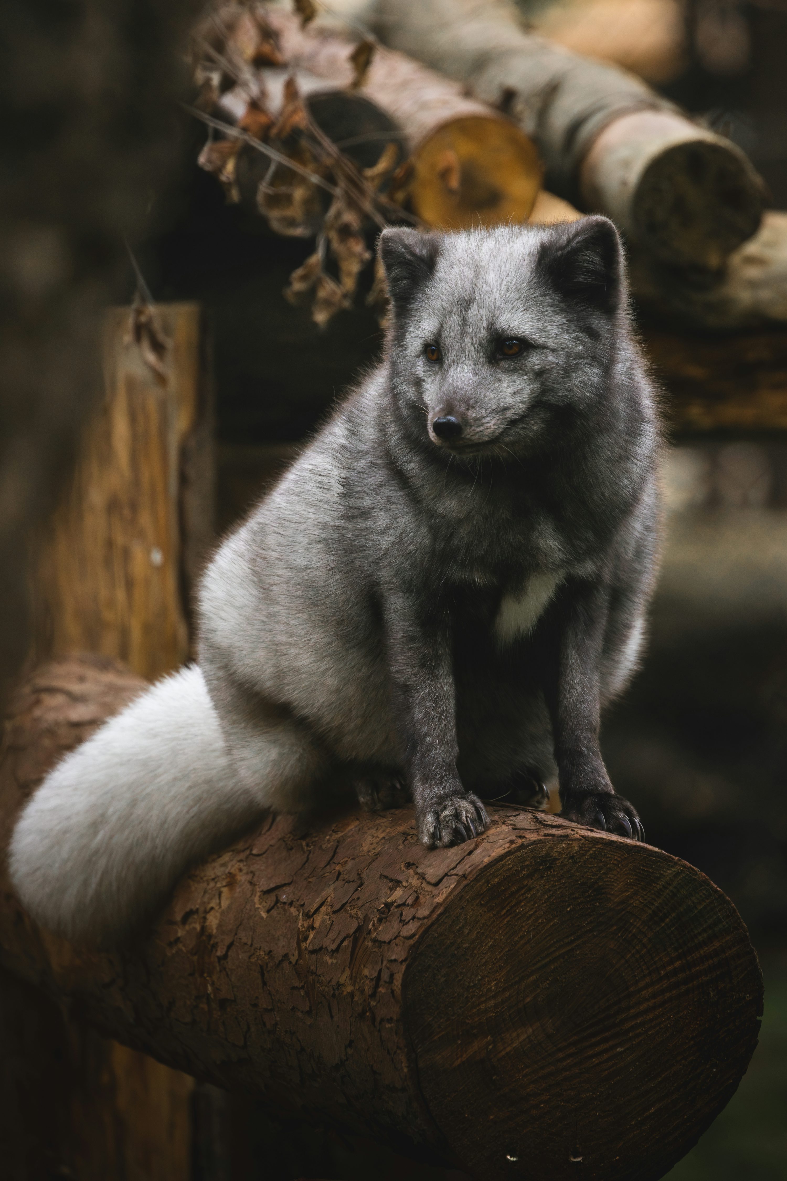 Un pequeño animal sentado encima de un trozo de madera