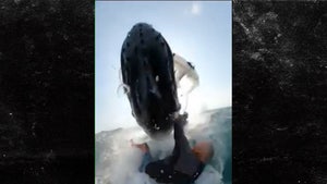 Whale Slams into Surfer