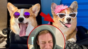 corgi hammyandolivia insta tiktok 1