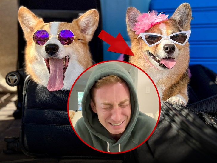 corgi hammyandolivia insta tiktok 1