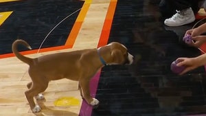 011724_phoenix_suns_dog-primary