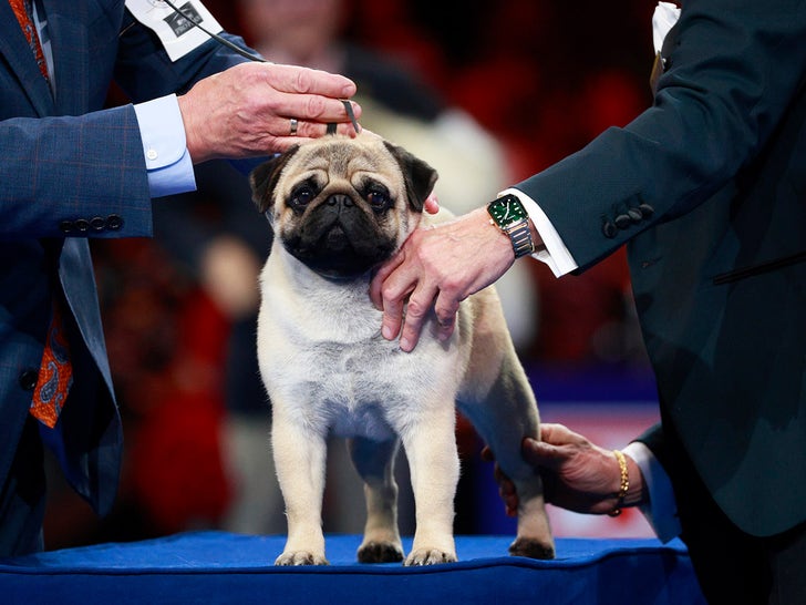 National Dog Show