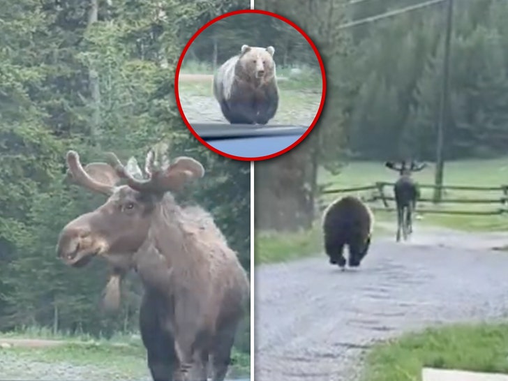 bear chasing moose shot in car