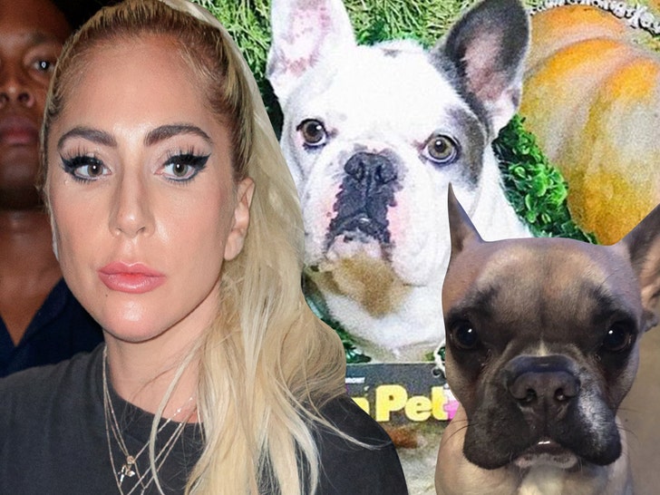 0225-lady gaga dogs getty-03