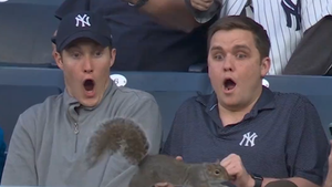 yankee squirrel