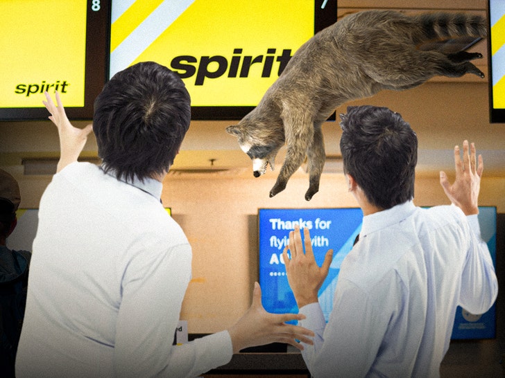 raccoon and spirit airlines getty 3