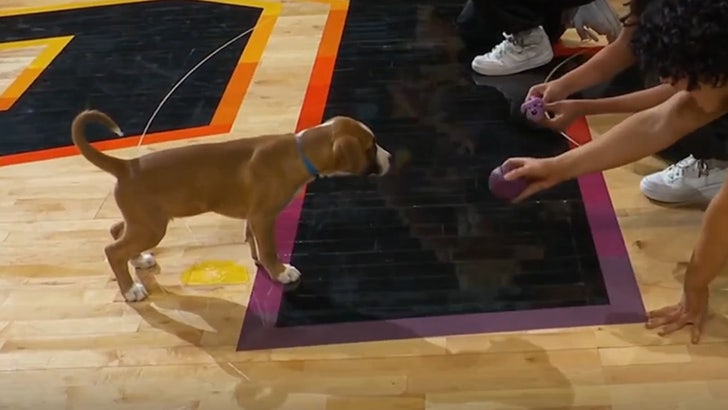 011724_phoenix_suns_dog-kal