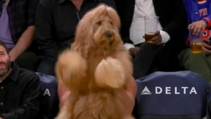 Brodie The Goldendoodle lakers