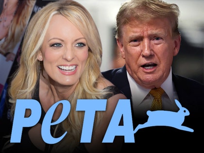 stormy daniels and donald trump