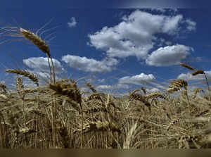 Wheat harvesting in Zaporizhzhia region