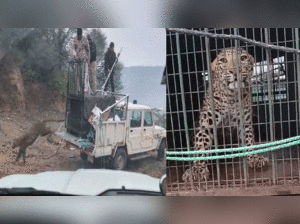 Leopard in Sohna society