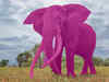 How easily can your mind conjure the pink elephant? Learn what it means for your mental well being:Image