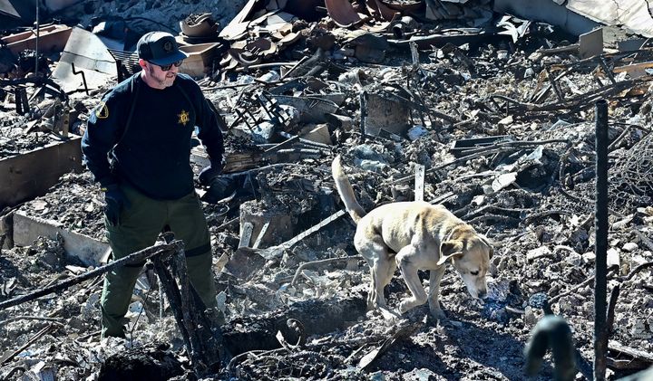 A cadaver dog with the Los Angeles County Sheriff's Department sniffs through the rubble of beachfront properties on Sunday that had been destroyed in the Palisades fire.