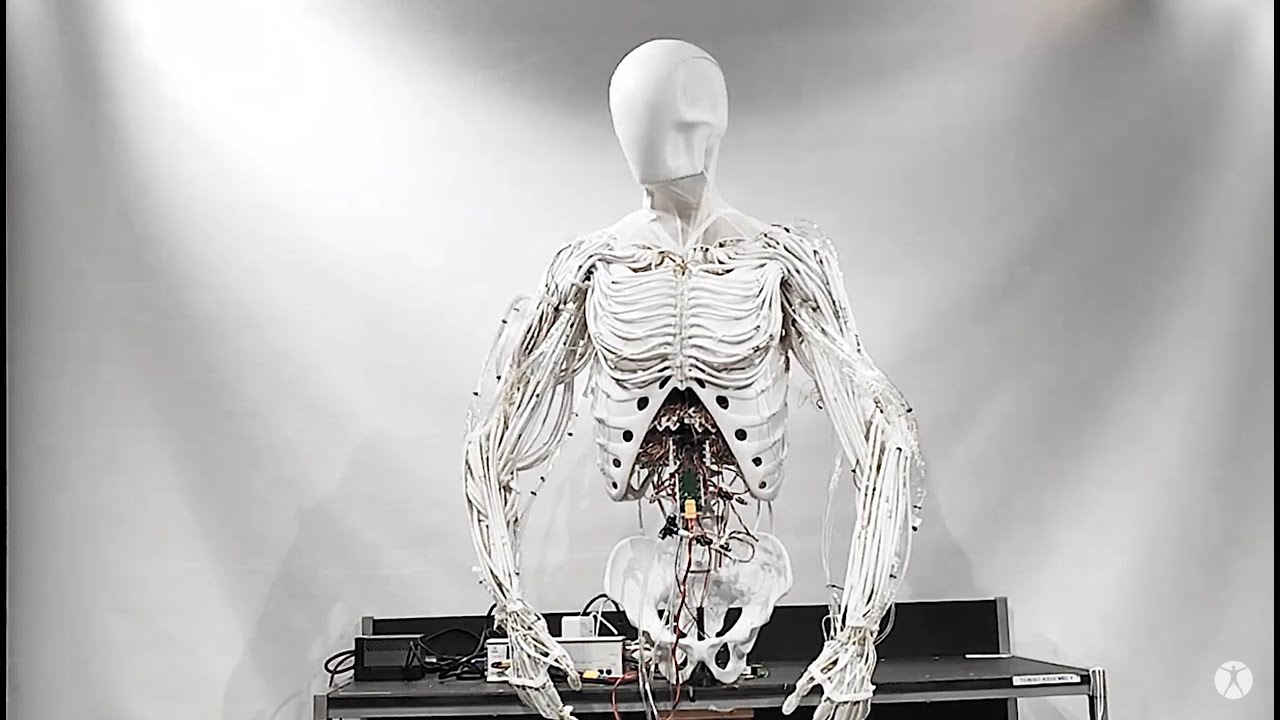 Torso by Clone | Bimanual Android with Artificial Muscles - YouTube