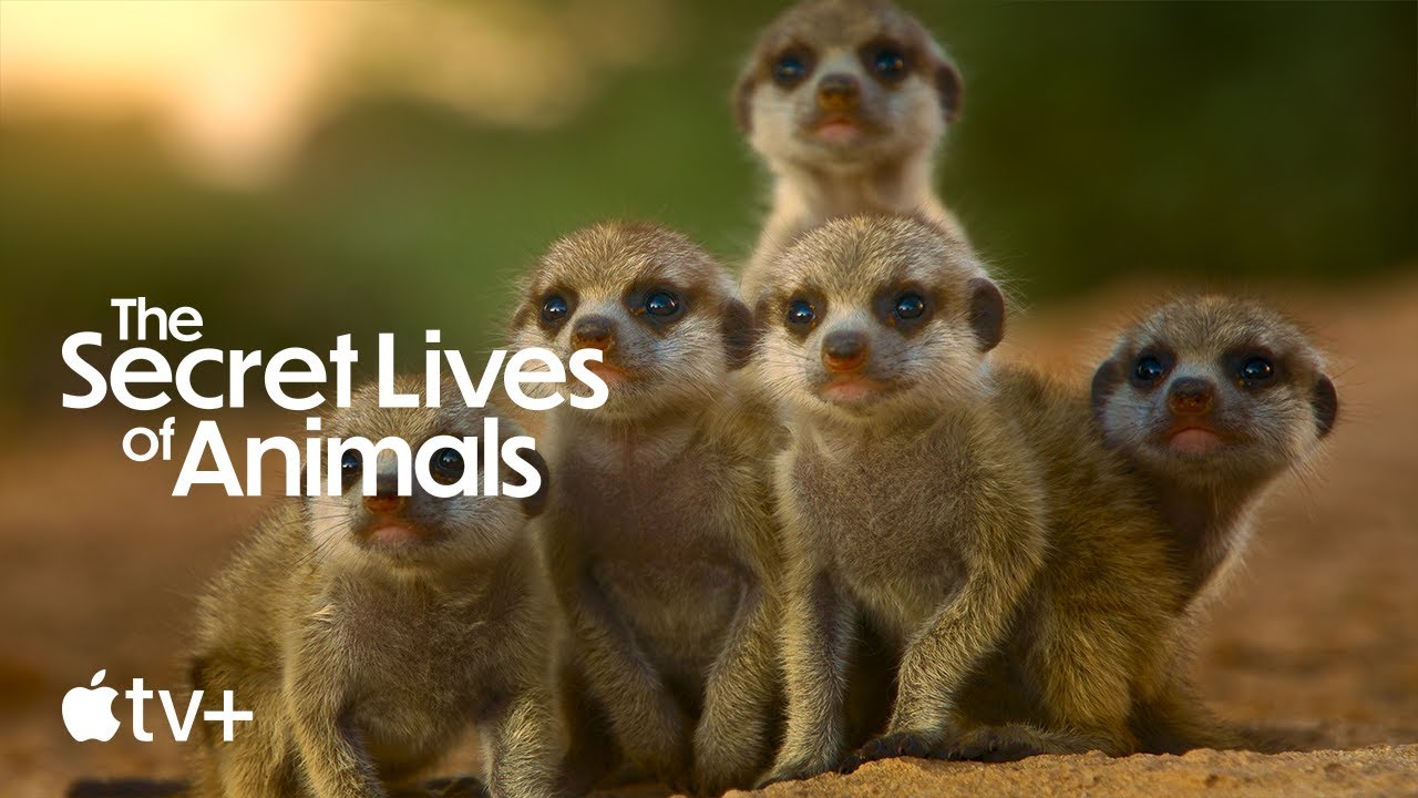 The Secret Lives of Animals — Official Trailer | Apple TV+ - YouTube