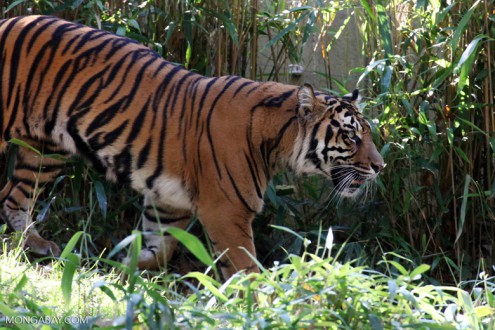 Sumatran tiger