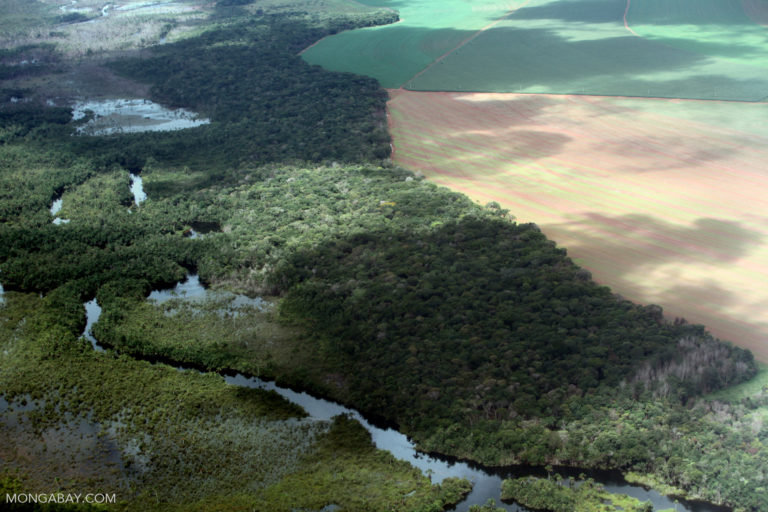 Deforestation for soy plantations and cattle ranches endanger the habitats of Amazon primates and prevent their movement to new locations. Rivers further limit the ability of small primates to move. Photo by Rhett A. Butler