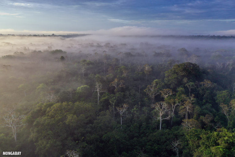 Mist rising from the Amazon rainforest at dawn. Photo by Rhett A. Butler for Mongabay.