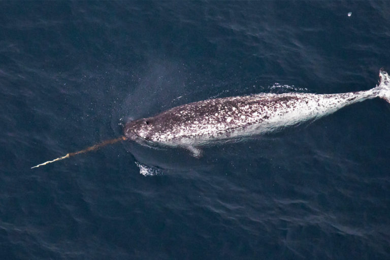 Narwhal image by Газпром нефть via Wikimedia Commons (CC BY-SA 4.0).