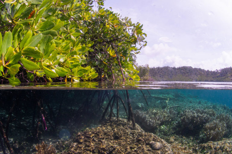 Mangroves in Raja Ampat.