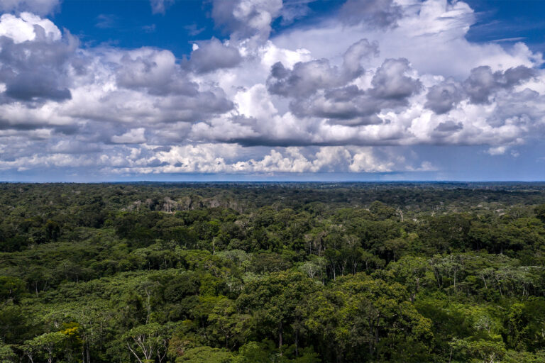 Amazon Rainforest