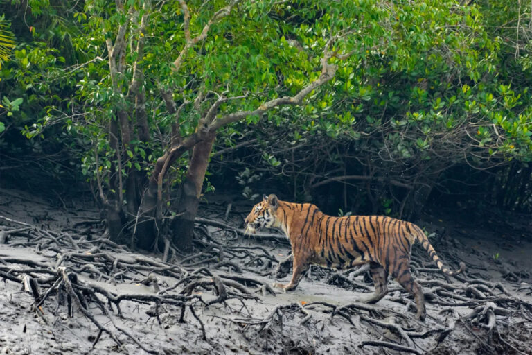 A tiger in the mangroves.