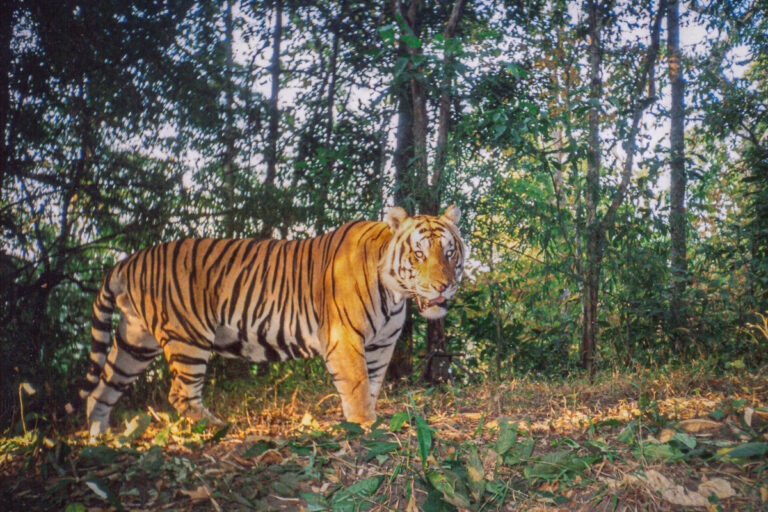 Male tiger camera trap image