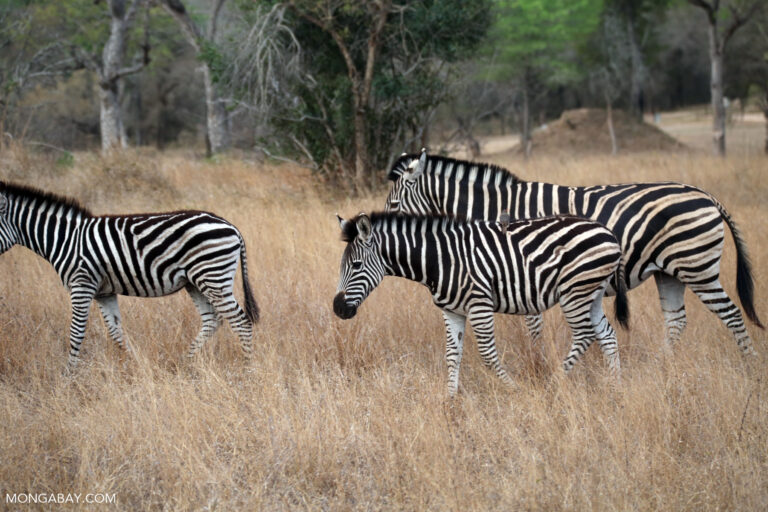 Common zebra (Equus quagga) in Kriger National Park, South Africa.