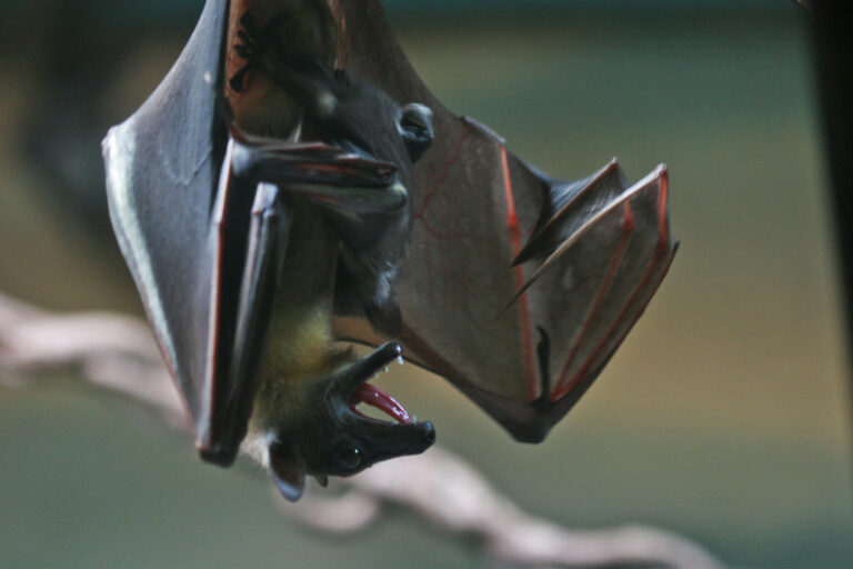 Egyptian fruit bat