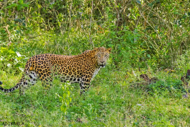 A leopard in India.