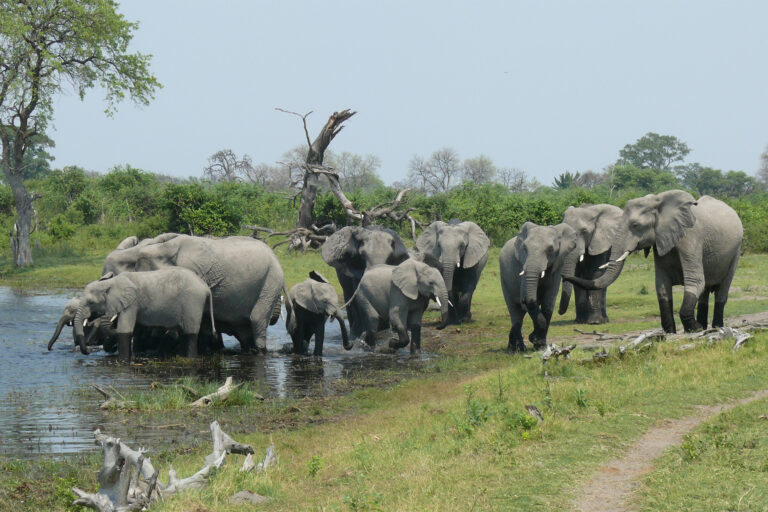 Scientists have produced possibly the largest database of GPS-collared elephants containing 4 million data points.