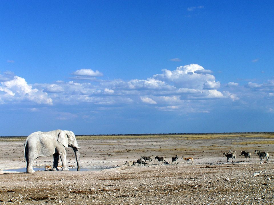 African elephants are the largest land animals on Earth and are an endangered species. 