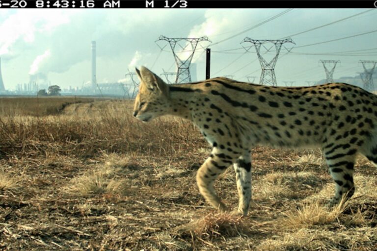 A serval photographed in the area by camera trap with the Sasol plant behind it in 2019. Image by Dan Loock.