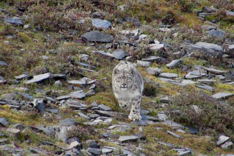 Snow leopard in Nepal