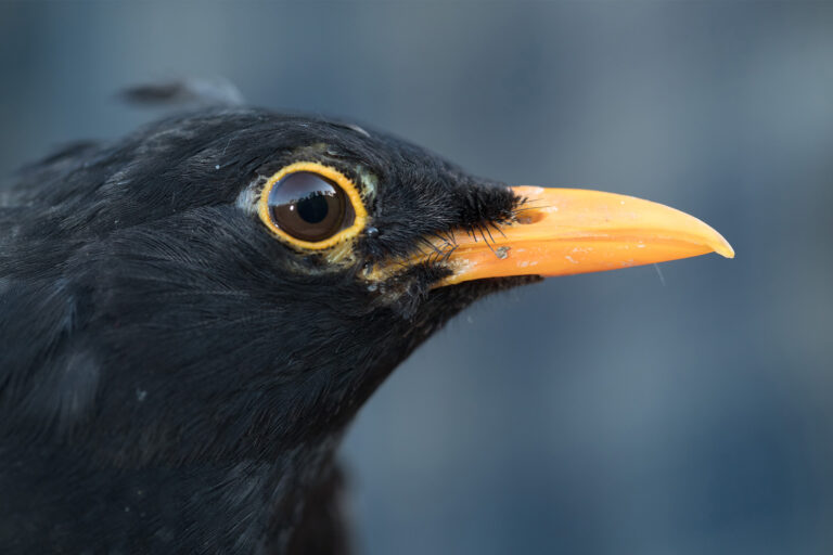 A European blackbird.