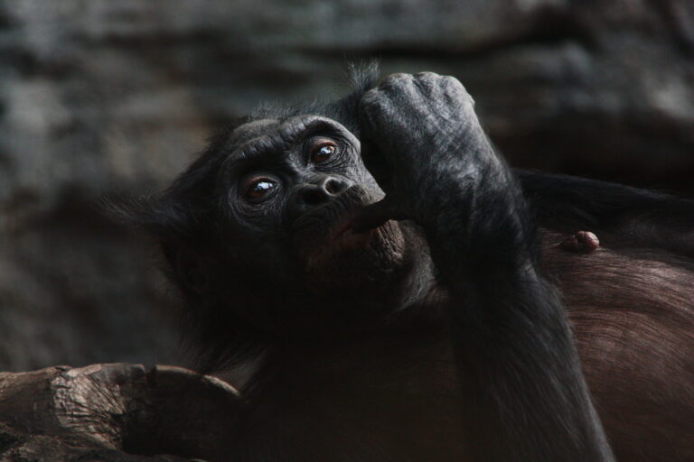 Bonobo with a thumb on his mouth