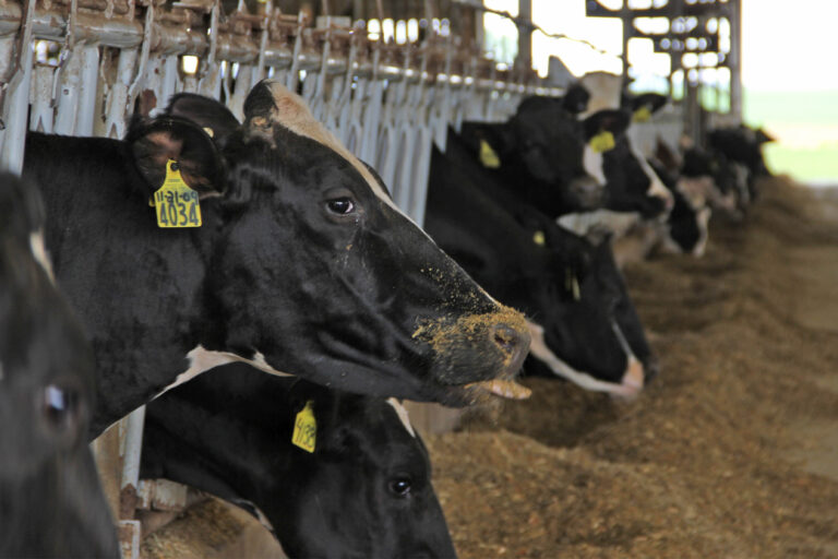 A U.S. dairy farm. Global methane emissions have increased rapidly over the past five years.