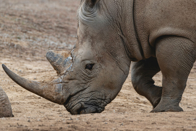 A rhino.