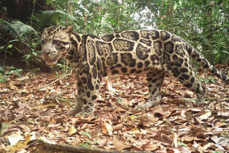 Clouded leopard.