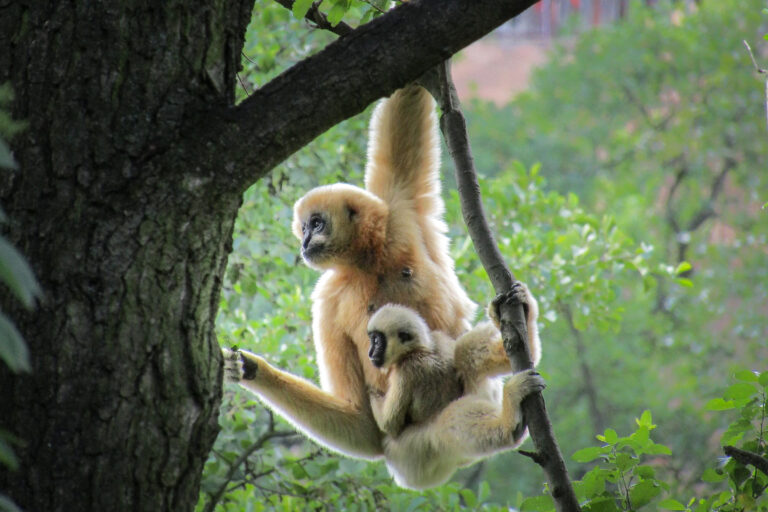 Northern white-cheeked crested gibbon