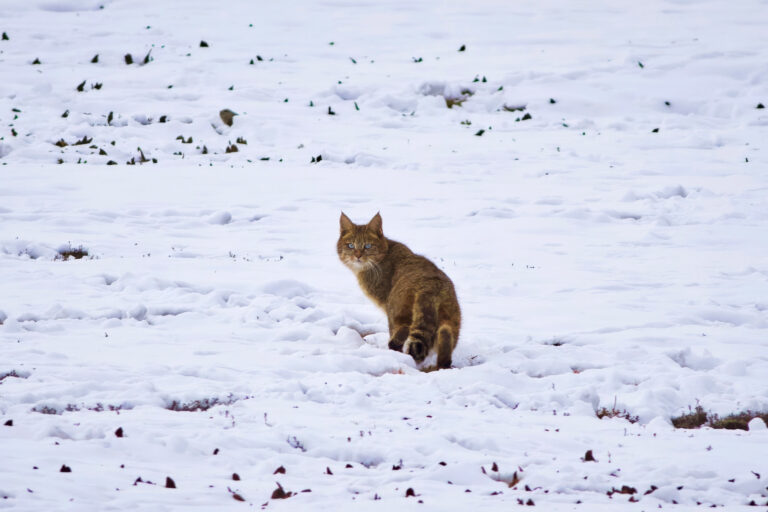 The adult female Chinese mountain cat found by Han Xue-song in winter near her den in the Sanjiangyuan region of the Qinghai-Tibet Plateau.