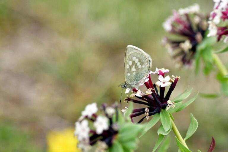 1_Alpine Mountan Blue (Albulina orbitulus lobbichleri)_Mustang_susceptible(NRDB1995)_©sanejprasadsuwal