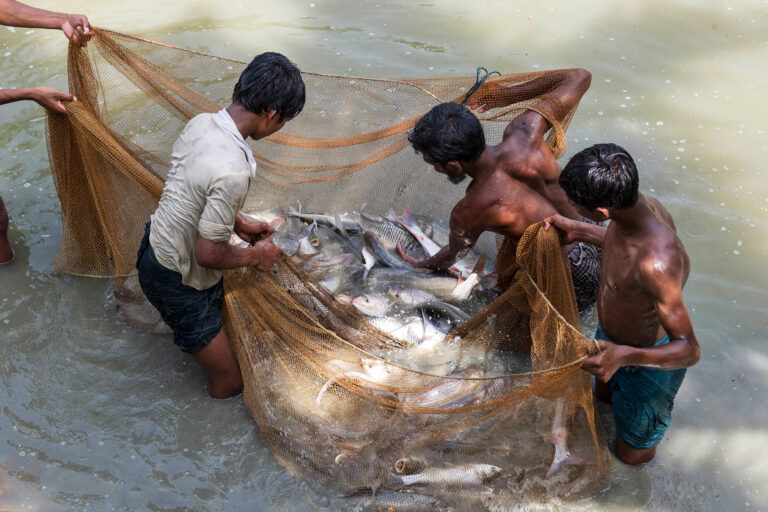 Fishers catch fish in a net in their aquaculture enclosure.