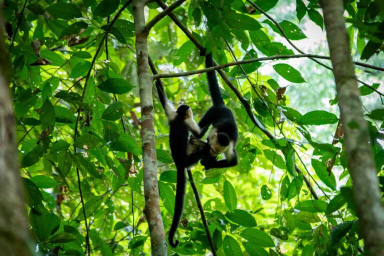 Capuccin monkeys in a low-land tropical rainforest in Costa Rica.