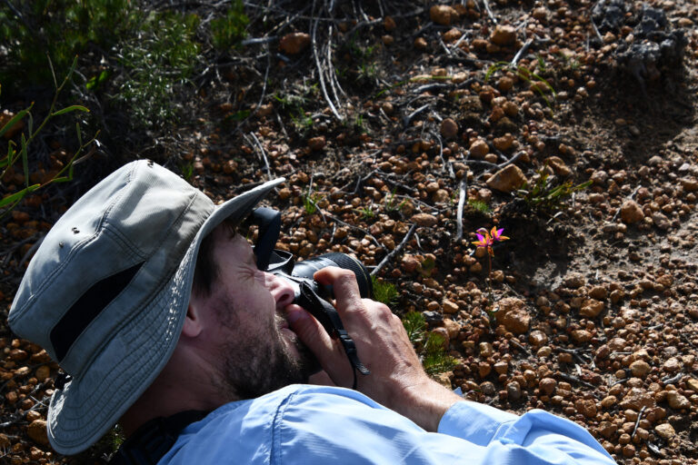 Citizen scientist photographing a Northern Queen of Sheba Orchid in Lesueur National Park, Western Australia. Photo credit: Thomas Mesaglio