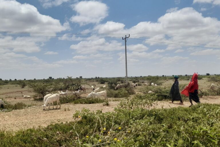 In a village near Kebribeyah district of Somali regional state, a young herder guides the cattle to the water source, keeping the age-old tradition alive. Image by Solomon Yimer.