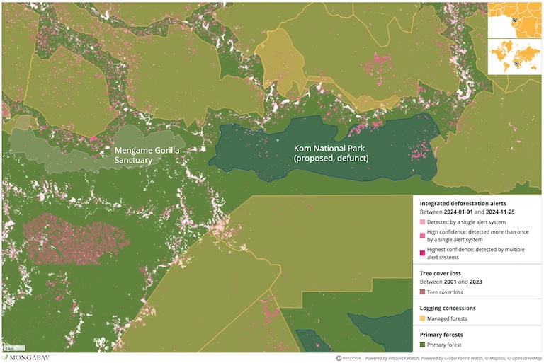 Mengame Gorilla Sanctuary is the only functional protected area amidst a sea of areas earmarked for logging, a sea that now includes the once-proposed Kom National Park. Satellite data show logging is already taking place in Kom, and that forest loss has been encroaching on Mengame as well. 