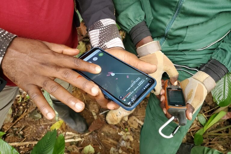 Using the Global Forest Watch platform to monitor deforestation alerts. Image courtesy of Genevieve Ndjiki.