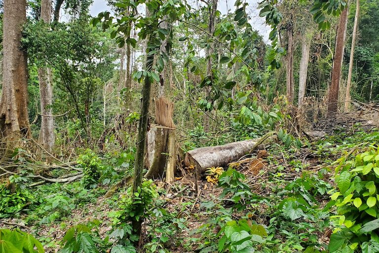 A small farm plot cleared in Mengame Gorilla Sanctuary, southern Cameroon. Image courtesy of Genevieve Ndjiki.